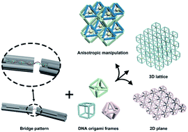 Graphical abstract: Low-entropy lattices engineered through bridged DNA origami frames