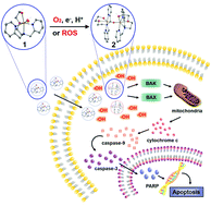 Graphical abstract: Bioinspired nonheme iron complex that triggers mitochondrial apoptotic signalling pathway specifically for colorectal cancer cells