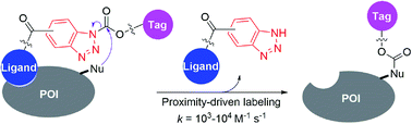 Graphical abstract: Ultrafast and selective labeling of endogenous proteins using affinity-based benzotriazole chemistry