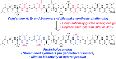 Graphical abstract: Synthesis and evaluation of potent yaku'amide A analogs