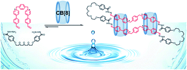 Graphical abstract: Ultramacrocyclization in water via external templation