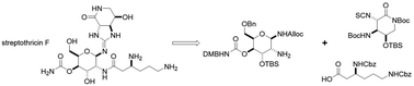 Graphical abstract: The convergent total synthesis and antibacterial profile of the natural product streptothricin F