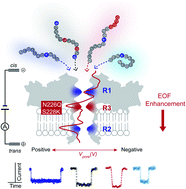 Graphical abstract: An engineered third electrostatic constriction of aerolysin to manipulate heterogeneously charged peptide transport