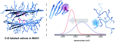 Graphical abstract: Direct observation of peptide hydrogel self-assembly