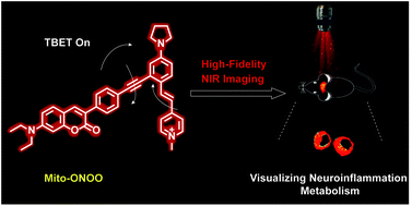 Graphical abstract: Simultaneous tracking of autophagy and oxidative stress during stroke with an ICT-TBET integrated ratiometric two-photon platform