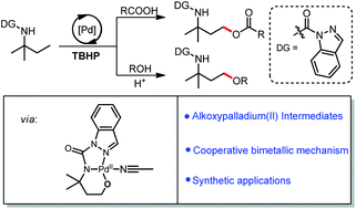 Graphical abstract: C(sp3)–H oxygenation via alkoxypalladium(ii) species: an update for the mechanism