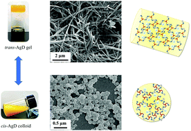 Graphical abstract: A multi-responsive organogel and colloid based on the self-assembly of a Ag(i)-azopyridine coordination polymer