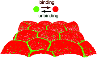 Graphical abstract: Binding of thermalized and active membrane curvature-inducing proteins