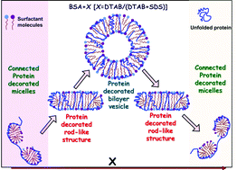 Graphical abstract: Interaction of a bovine serum albumin (BSA) protein with mixed anionic–cationic surfactants and the resultant structure
