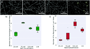 Graphical abstract: Alignment of Au nanorods along de novo designed protein nanofibers studied with automated image analysis
