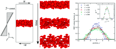 Graphical abstract: Shear-induced gradient diffusivity of a red blood cell suspension: effects of cell dynamics from tumbling to tank-treading