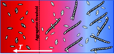 Graphical abstract: Mechanism and equilibrium thermodynamics of H- and J-aggregate formation from pseudo isocyanine chloride in water