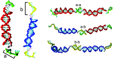 Graphical abstract: Building up DNA, bit by bit: a simple description of chain assembly