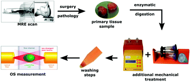 Graphical abstract: Whole tissue and single cell mechanics are correlated in human brain tumors