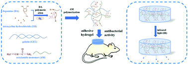 Graphical abstract: Mussel-inspired adhesive gelatin–polyacrylamide hydrogel wound dressing loaded with tetracycline hydrochloride to enhance complete skin regeneration