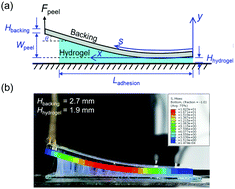 Graphical abstract: Simulation of the peel of hydrogels with stiff backing