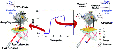 Graphical abstract: Performance enhancement strategies for surface plasmon resonance sensors in direct glucose detection using pristine and modified UiO-66: effects of morphology, immobilization technique, and signal amplification