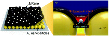 Graphical abstract: Simultaneously intensified plasmonic and charge transfer effects in surface enhanced Raman scattering sensors using an MXene-blanketed Au nanoparticle assembly