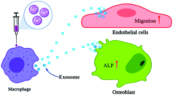 Graphical abstract: Exosomes derived from macrophages upon Zn ion stimulation promote osteoblast and endothelial cell functions