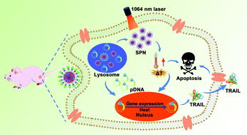 Graphical abstract: A remotely controlled NIR-II photothermal-sensitive transgene system for hepatocellular carcinoma synergistic therapy