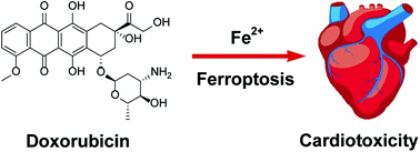 Graphical abstract: The role of iron in doxorubicin-induced cardiotoxicity: recent advances and implication for drug delivery