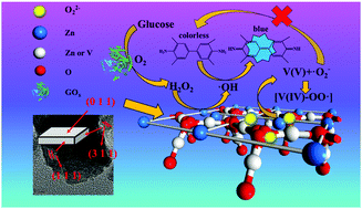 Graphical abstract: Spinel Zn3V3O8 nanosheets via a one-step hydrothermal synthesis with peroxidase-like activity for high sensitivity glucose colorimetric detection in synthetic perspiration