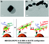 Graphical abstract: Janus bimetallic nanorod clusters–poly(aniline) nanocomposites with temperature-responsiveness for Raman scattering-based biosensing