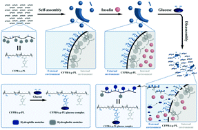 Graphical abstract: Biodegradable phenylboronic acid-modified ε-polylysine for glucose-responsive insulin delivery via transdermal microneedles