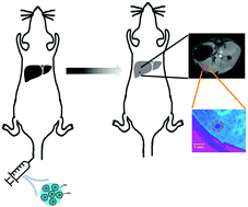 Graphical abstract: A gadofullerene based liver-specific MRI contrast agent for an early diagnosis of orthotopic hepatocellular carcinoma