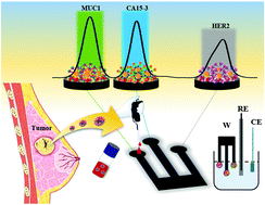 Graphical abstract: A label-free multiplex electrochemical biosensor for the detection of three breast cancer biomarker proteins employing dye/metal ion-loaded and antibody-conjugated polyethyleneimine-gold nanoparticles