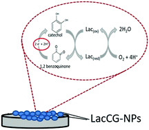 Graphical abstract: Synthesis, characterization and use of enzyme cashew gum nanoparticles for biosensing applications