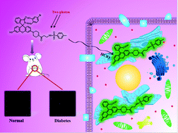 Graphical abstract: A novel ER-targeted two-photon fluorescent probe for monitoring abnormal concentrations of HClO in diabetic mice