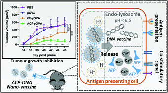 Graphical abstract: ATP stabilised and sensitised calcium phosphate nanoparticles as effective adjuvants for a DNA vaccine against cancer