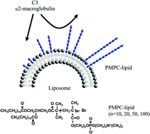 Graphical abstract: Effect of liposome surface modification with water-soluble phospholipid polymer chain-conjugated lipids on interaction with human plasma proteins