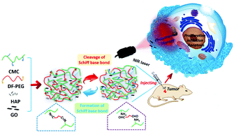 Graphical abstract: Injectable and self-healing nanocomposite hydrogel loading needle-like nano-hydroxyapatite and graphene oxide for synergistic tumour proliferation inhibition and photothermal therapy