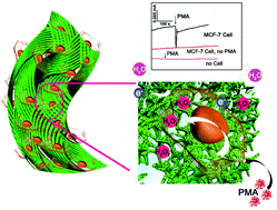 Graphical abstract: Long-term cell culture and electrically in situ monitoring of living cells based on a polyaniline hydrogel sensor