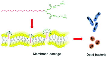 Graphical abstract: Cationic amphiphilic dendrons with effective antibacterial performance