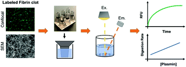 Graphical abstract: Fluorescently conjugated annular fibrin clot for multiplexed real-time digestion analysis