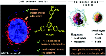 Graphical abstract: Detection of subcellular nitric oxide in mitochondria using a pyrylium probe: assays in cell cultures and peripheral blood