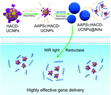 Graphical abstract: Highly effective gene delivery based on cyclodextrin multivalent assembly in target cancer cells