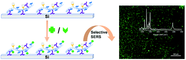 Graphical abstract: Towards a protein-selective Raman enhancement by a glycopolymer-based composite surface