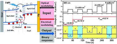 Graphical abstract: Tunable photocurrent switching behavior of a ZnO/Cu2O heterojunction photodetector to realize bipolar binary photoresponse
