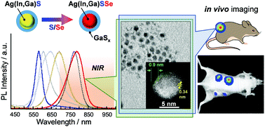 Graphical abstract: Photoluminescence properties of quinary Ag–(In,Ga)–(S,Se) quantum dots with a gradient alloy structure for in vivo bioimaging