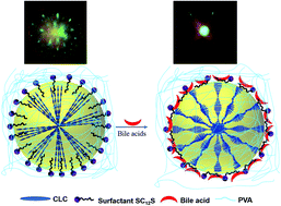 Graphical abstract: Detection of bile acids using optical biosensors based on cholesteric liquid crystal droplets