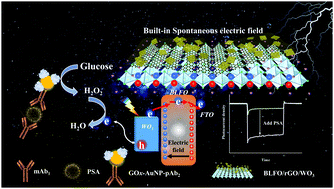 Graphical abstract: Ferroelectric perovskite-enhanced photoelectrochemical immunoassay with the photoexcited charge-transfer of a built-in electric field