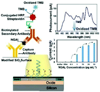 Graphical abstract: A dual function electro-optical silicon field-effect transistor molecular sensor