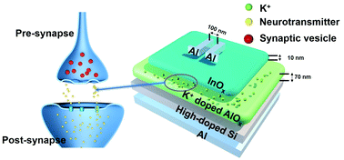 Graphical abstract: Advanced artificial synaptic thin-film transistor based on doped potassium ions for neuromorphic computing via third-generation neural network