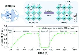 Graphical abstract: Light-induced perovskite dynamic transformation enabling a photodetector to mimic a neuromorphic vision sensing system