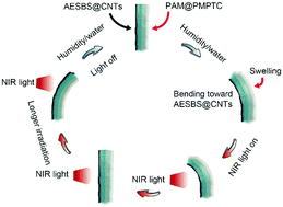 Graphical abstract: Chemical adhesion of a hydrogel on an elastomer surface enabling directionally-bendable actuators