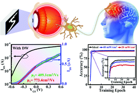 Graphical abstract: Water-induced dual ultrahigh mobilities over 400 cm2 V−1 s−1 in 2D MoS2 transistors for ultralow-voltage operation and photoelectric synapse perception